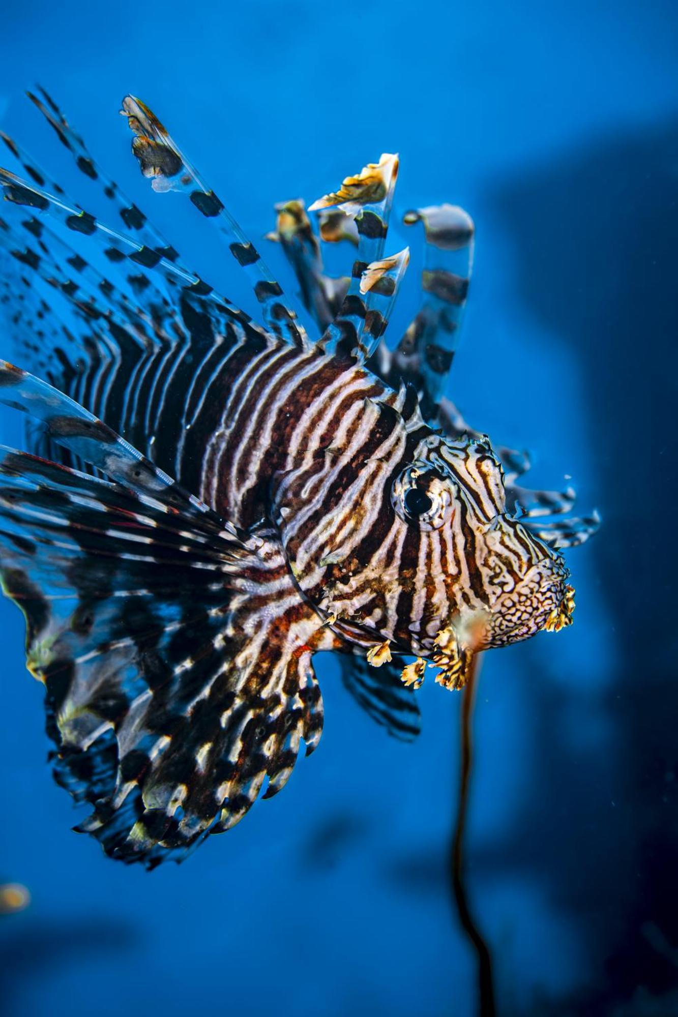 מלון Ocean Pearl Maldives At Gulhi Island מראה חיצוני תמונה