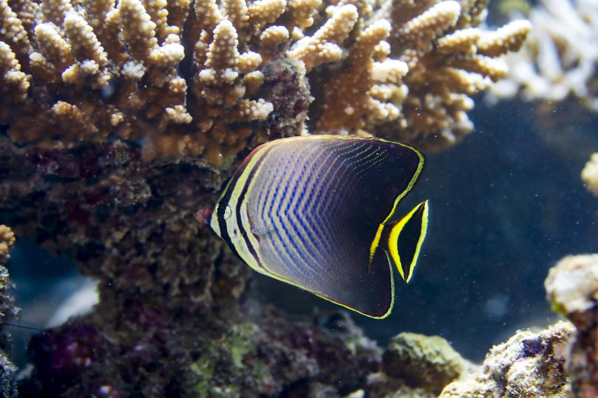 מלון Ocean Pearl Maldives At Gulhi Island מראה חיצוני תמונה